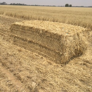 Windrowed Stripper Straw For Sale in 8x4x3's 150/mt Wheaten Approx and barley to come!!