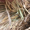 Shedded Wheaten Hay For Sale delivered in HD 8x4x3’s