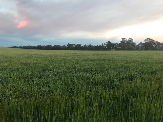 Barley Hay (new season)