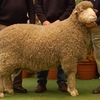 Loddon Valley District STUD MERINO Field Day Friday 26th of February 2021