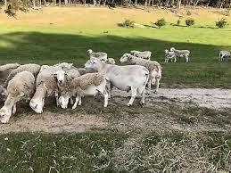 Dorper wethers 