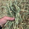 Oaten Hay