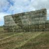 new season oaten vetch hay