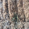 Vetch Hay 650kg approx. 8x4x3 Bales 