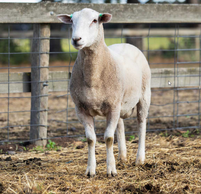 Under Auction - Lot 18 Highlander Ram 190109 (DLE Ram Auction A100 - 10th Sept via Auctionsplus) 