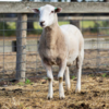 Under Auction - Lot 18 Highlander Ram 190109 (DLE Ram Auction A100 - 10th Sept via Auctionsplus) 