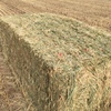 wheaten hay 550kg 8x4x3