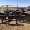 ANGUS AND ANGUS X COWS WITH ORGANICALLY BRED LIMO CALVES FOR SALE