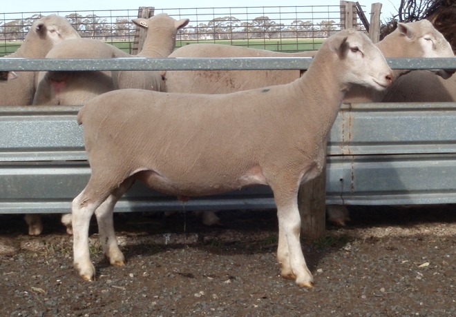 2018  Pepperton White Suffolk Rams For Sale - high Lambplan Carcase Plus Index with new Eating Quality Index