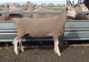 2018  Pepperton White Suffolk Rams For Sale - high Lambplan Carcase Plus Index with new Eating Quality Index