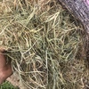 300 x Shaftal Clover & Rye 5x4 Rolls