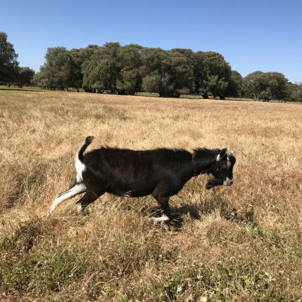 British Alpine Bucks