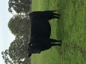 6 Angus cows with young Charolais calves at foot