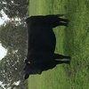 6 Angus cows with young Charolais calves at foot