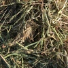 150 x Oaten/Rye hay 5x4 rolls 