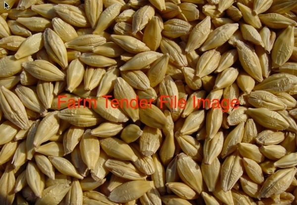 Feed Barley for sale Delivered 28/mt loads
