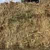 1 x B-Double Load of Barley Hay