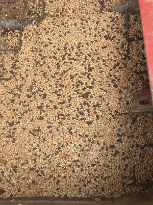 80mt Wheat & Vetch Mix 