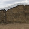 Barley Hay 8x4x3 - 460 x 750 KG Approx Bales