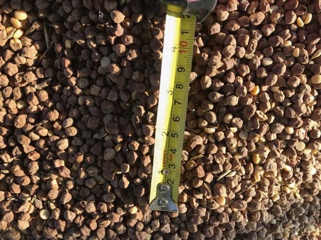 Chickpeas. 100 mt +