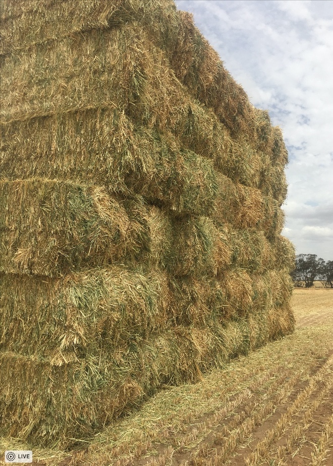 Oaten Hay For Sale in 8x4x3's