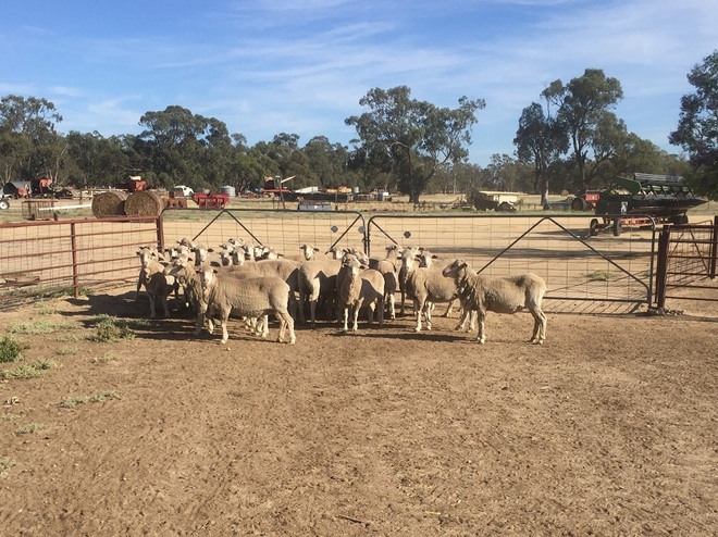 29 Merino Ewes
