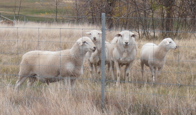 Pure breed Australian White Stud and Flock   Rams