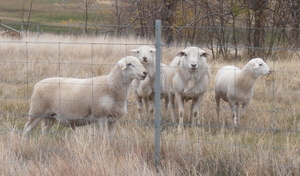 Pure breed Australian White Stud and Flock   Rams