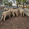 6 x Poll Dorset Rams 