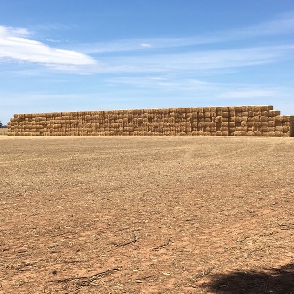 Barley/Wheaten Straw