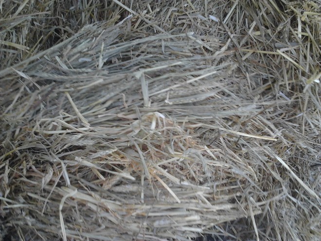 Wheaten Hay 8x4x3 Bales
