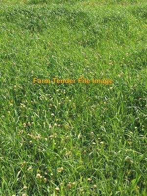 WANTED Agistment for 60 Cattle