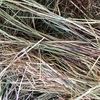 New Season Pasture Hay Rolls For Sale
