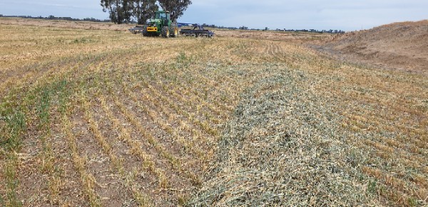 'New Season' Wheaten Hay 8x4x3 Bales