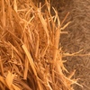 250mt Cereal Straw 8x4x3 (approx. 380-430kg bale)