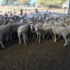 85 x 2, 3, 4 & 5 year old 1st Cross Ewes (Scanned in lamb 107% to Southdown Rams)