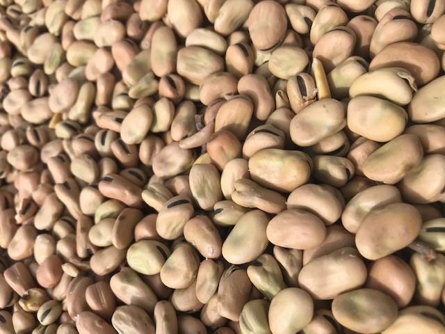 Faba Beans