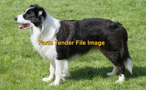 Wanted Border Collie Male farm dog 