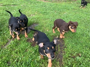 kelpie pups