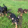 kelpie pups 
