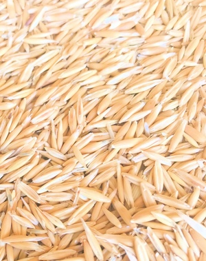 37/MT Hay / Grazing Oats For Sale
