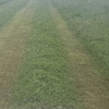 **Price Reduced** Clover / Lentil Hay For Sale in 8x4x3's - Shedded - See Feed Test
