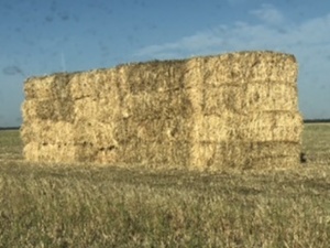 650mt Oaten Hay 500kg 8x4x3 Bales