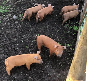 Spit pigs