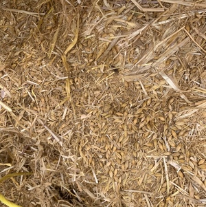 Barley tailings Straw 
