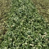 Balansa Clover Hay 8x4x3 Bales