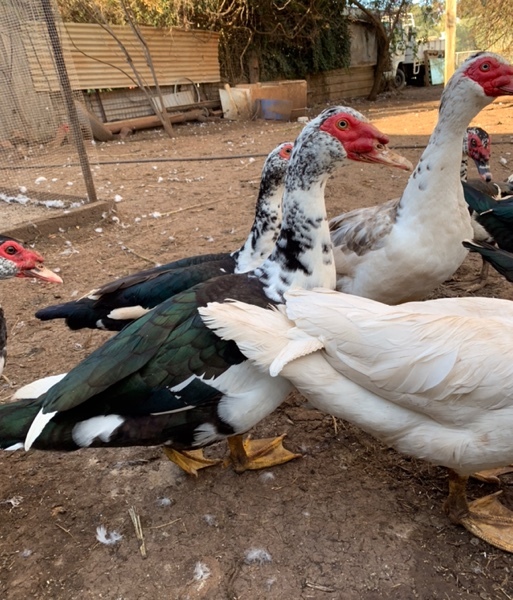Muscovy Ducks