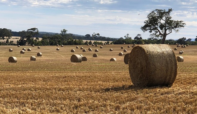 Oaten Straw