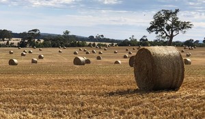 Oaten Straw
