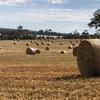 Oaten Straw